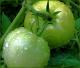 Five Ways To Use Green Tomatoes	